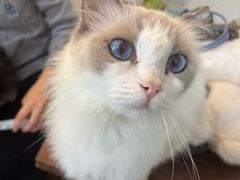 -楼上猫咖(罗湖店)