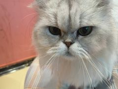 -藏猫猫咖啡主题馆(中央大道店)