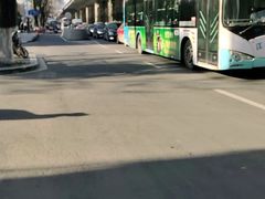 -欣宠猫屋·矮脚拿破仑·蓝金金渐层