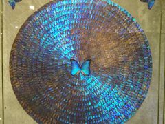 -上海昆虫博物馆