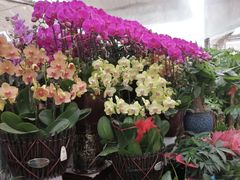 -秦美花卉(天朗·莱茵小城2期店)