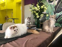 -房东的猫宠物生活馆