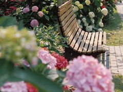 -上海共青森林公园