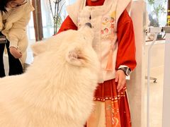 -共舞时光猫咖·狗咖(新街口店)