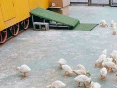 -前小桔亲子创意农场·草莓采摘·露营烧烤