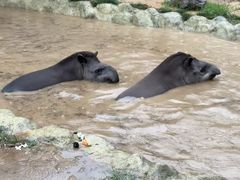 -西霞口神雕山野生动物世界