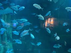 -成都浩海立方海洋公园