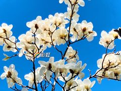 -国家植物园
