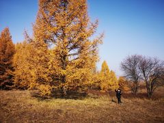 -塞罕坝国家级自然保护区