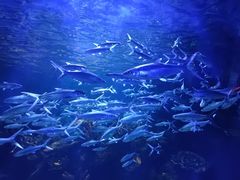 -华夏文旅海洋公园