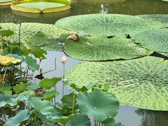 -国家植物园南园