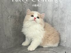 -小猫来了·猫舍(红山六九七九店)