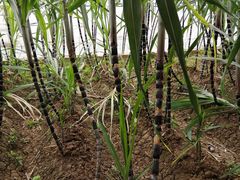 -万源龙顺度假庄园生态观光园