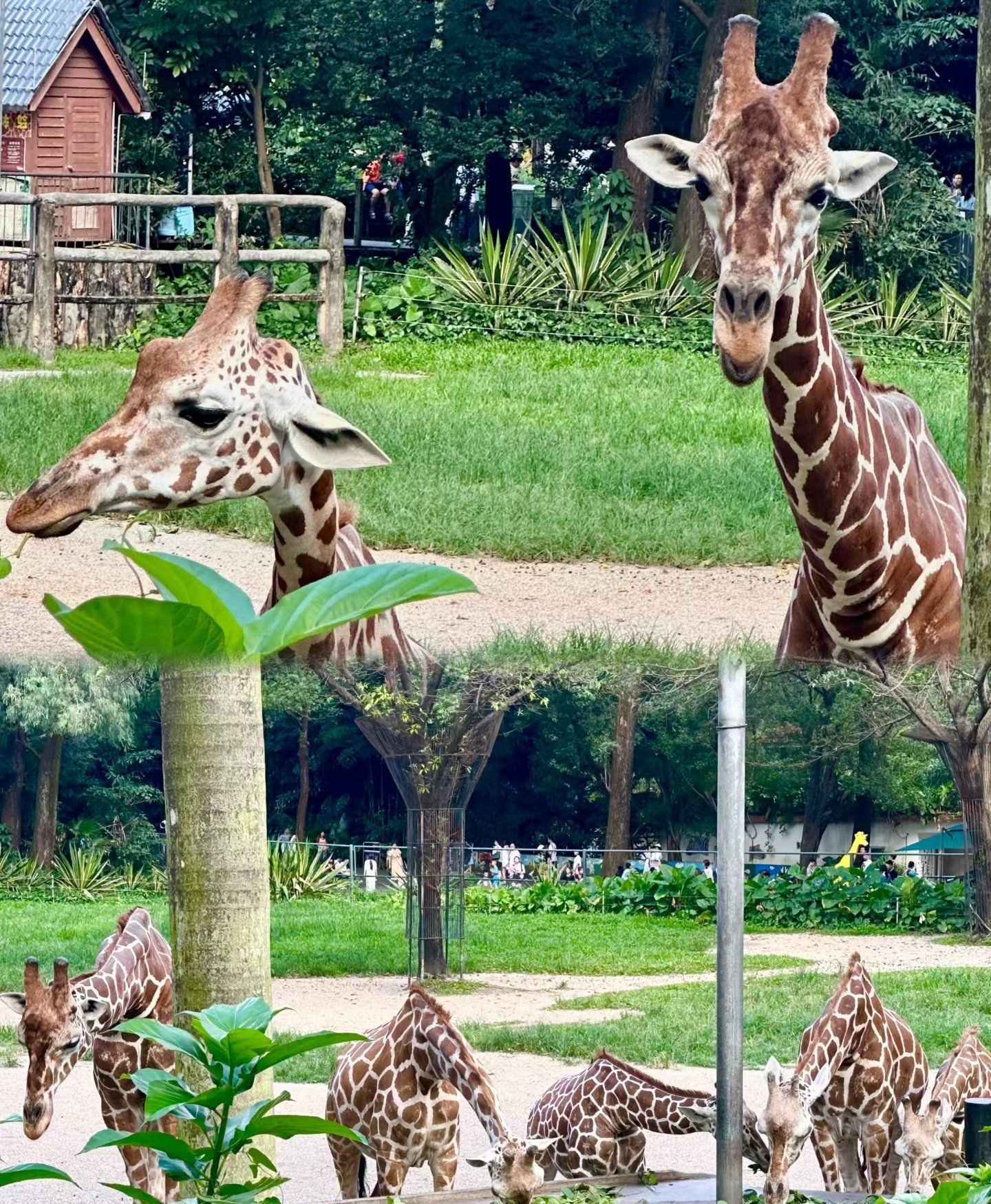 打开app查看高清大图 slow慢热 7月22日 23:34关注与动物朋友们的邂逅