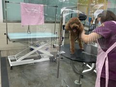 -暖阳宠物医院·犬猫康复中心·骨科
