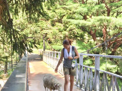 -神户市立六甲山牧场