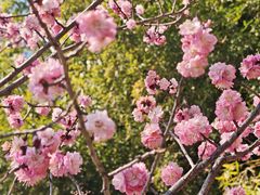 -泰山风景名胜区-普照寺