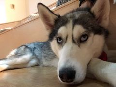 -Husky Go! 哈士奇体验馆·宠物咖啡厅狗咖