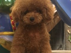 -more than meow吴止猫主题餐厅(承德 中船汇店)