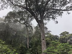 -海南热带雨林国家公园吊罗山景区
