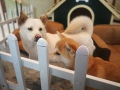 -上海崇明金茂凯悦酒店