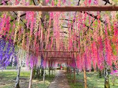 -莫里热带雨林景区