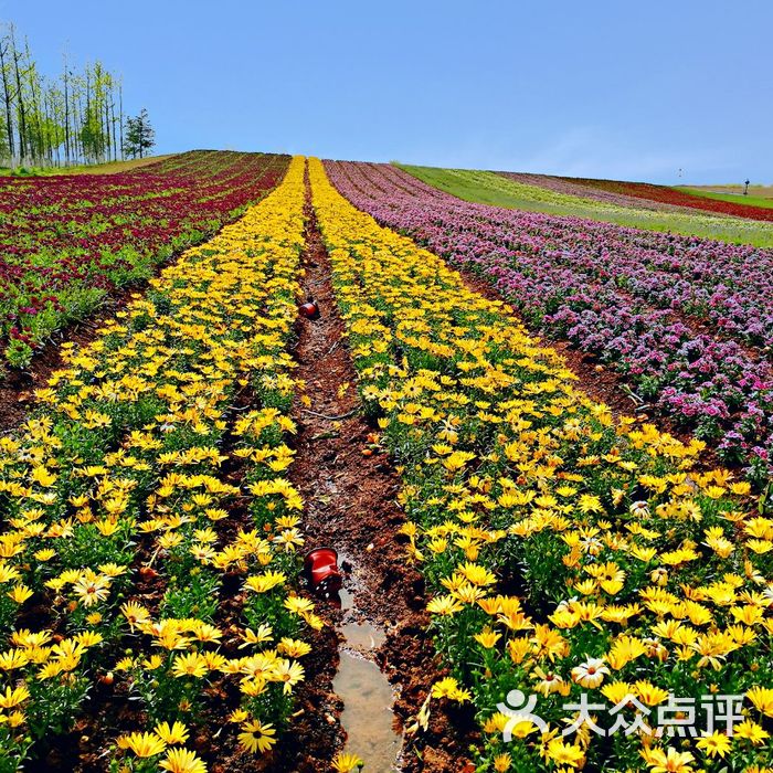 伏热花海庄园