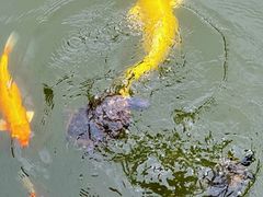 -深圳仙湖植物园