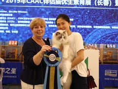 -青奢宠物·青奢猫舍