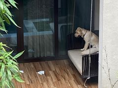 -上海崇明金茂凯悦酒店