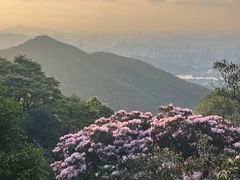 -梧桐山风景名胜区