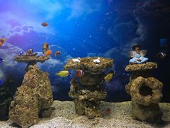 -芜湖新华联大白鲸海洋公园