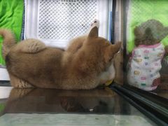 -宠物世家(仲盛世界商城店)