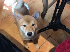 -more than meow吴止猫主题餐厅(承德 中船汇店)