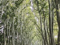 -小镇影院迪士尼小熊Duffy与他的朋友合影地