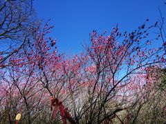 -穹窿山景区