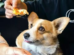 -百好乐宠物友好餐厅(朝外大街店)