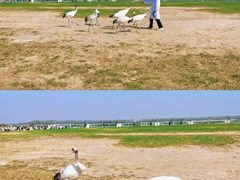 -盐城丹顶鹤湿地生态旅游区