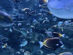 -海合安成都极地海洋公园
