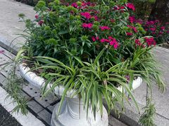 -广州市流溪河国家森林公园