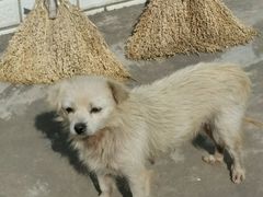 -小六农家乐(崇明西沙湿地店)