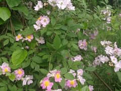 -盘龙城国家考古遗址公园