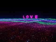 -杭州湾海上花田景区