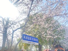 -高东镇樱花园