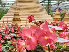 -南宫五洲植物乐园