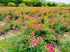 -亚龙湾国际玫瑰谷