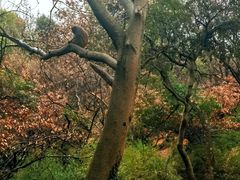 -苏州上方山国家森林公园