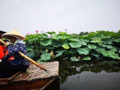 -荷塘月色湿地公园·向阳花洲