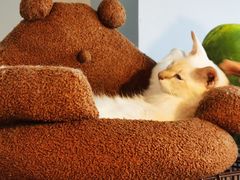 -Cappucimeow猫咪咖啡馆(韦伯时代店)