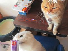 -名猫咖啡馆·撸猫·拼豆